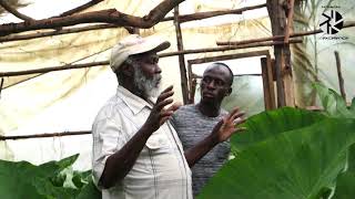 Arrow Root Cultivation In a Greenhouse [upl. by Julis]