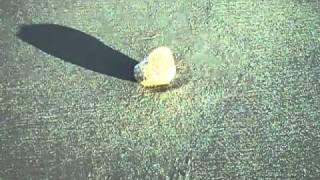 Pumice The Floating Rock Found at Jupiter Beach [upl. by Annahsed717]