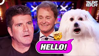 The Talking Dog Surprised Simon  Britains Got Talent [upl. by Nayarb]