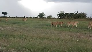 Rongai Lion Pride morning walk  Masaimara  9 May 2024 [upl. by Marabel]