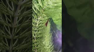 🦐Red Cherry Shrimp  Neocaridina Davidi   Freshwater aquarium [upl. by Torrey]