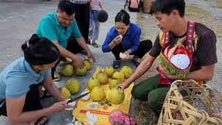 Harvest grapefruit garden to sell at market to save money to buy nutritious milk for baby girl [upl. by Laven]