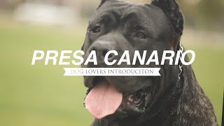 PRESA CANARIO A DOG LOVERS INTRODUCTION [upl. by Fryd]