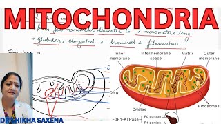 Mitochondria structure functions [upl. by Ahter446]