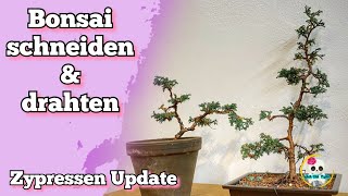 Zypressen Bonsai  Update  Bonsai selber ziehen  Zypressen schneiden amp drahten [upl. by Nagorb]