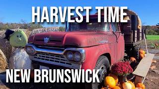 The Harvest Farmlands of New Brunswick Vibrant Autumn Colors [upl. by Neehahs]