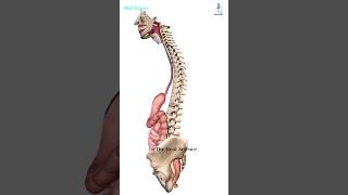 Alimentary Canal  Digestive Tract Pathway from Mouthanus shorts [upl. by Anidem]