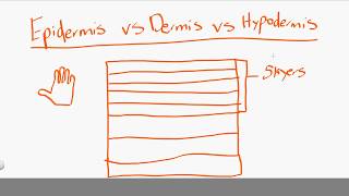 epidermis vs dermis vs hypodermis [upl. by Arihaj444]