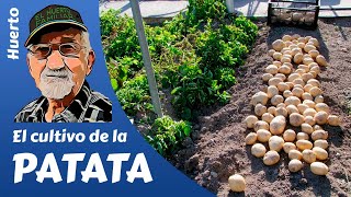 PATATAS COMO SEMBRAR Y CULTIVAR PATATAS POTATO FARMING [upl. by Adarbil]