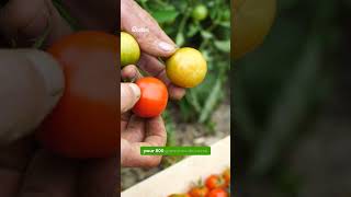 Prolonger les récoltes de tomates sous tunnel [upl. by Reece189]