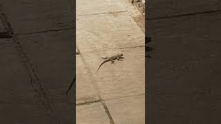 Lizard Eating Flies and Insects in Gambia [upl. by Clive]