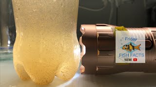 The EASIEST DIY Brine Shrimp Hatchery [upl. by Einaffyt874]