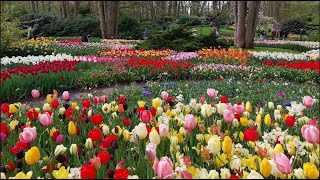 Keukenhof Gardens 2024 [upl. by Crespo]