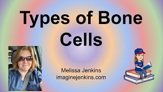 Three Types of Bone Cells [upl. by Mendel774]