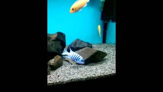 Melanochromis johanni eastern Gome display [upl. by Lamiv]