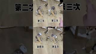 Automatic feeder upgraded version shorts dog しばいぬ ShibaInu [upl. by Ahsekal]