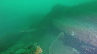 Diving the wreck of the Salsette in Lyme bay 2018 [upl. by Euqinamod745]