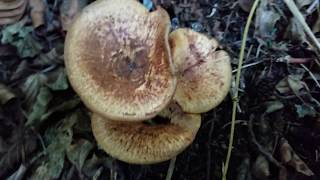 ErlenKrempling Paxillus rubicundulus [upl. by Fergus]