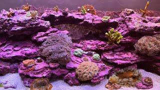 Explained How I Get So Much Coralline Algae [upl. by Redlac]