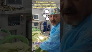 Kedi rahim iltihabı ameliyatı AdanakedipyometrarahimiltihabıgazanestezisiAdanakedipyometra [upl. by Goldina]