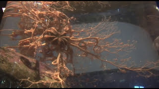 How a Basket Star Eats [upl. by Vinita]