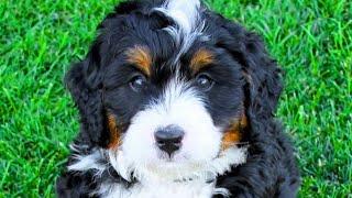 Bernedoodle  Top 10 Pros and Cons of Owning a Bernedoodle [upl. by Enilauqcaj]