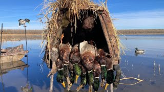 Lots of MALLARDS on a Shallow Mudflat [upl. by Reece]