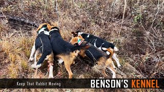 Keep That Rabbit Moving  Beagle Run [upl. by Fernas]