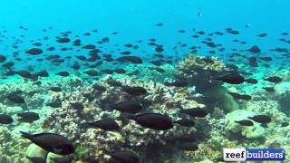 Massive surgeonfish migration [upl. by Nylirek]