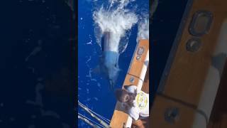 Releasing a huge marlin off Madeira [upl. by Eannej]