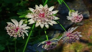 Most Beautiful Astrantia Flower Ever You Seen [upl. by Giralda184]