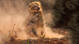 Warthog vs Lion King Fight [upl. by Song763]