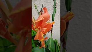 Canna indica flowers🍀 trending viralshorts musictrends shortfeed flowers [upl. by Annemarie978]