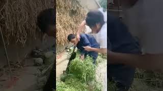 Cutting process of alfalfa with a chopper [upl. by Lorilyn]