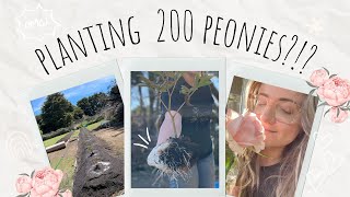 Ep 3  Planting 200 Peonies  no dig dirt delivery  intro  Patience Petal  Flower Farm Vlogs [upl. by Carl]