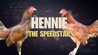 HENNIE GAMEFOWL BLOODLINE Fighting Style and History [upl. by Adnerol]