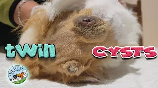 Crystal came to rescue with 2 cysts that needed attention at Cavy Central Guinea pig rescue [upl. by Claus220]