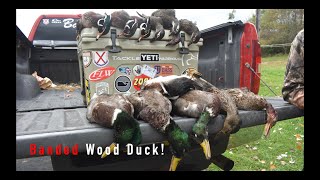 BANDED WOOD DUCK ON OPENING DAY  PA Duck Hunting 2022 [upl. by Harlan419]