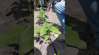 🌻🌻Escarda de girasoles🌻🌻 girasol girasoles flores 14defebrero [upl. by Gavini]