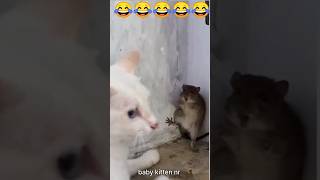 cat videos 🐈🐈‍⬛🐕🤔shorts​ funny mushuklar kucing [upl. by Ellerrehc]