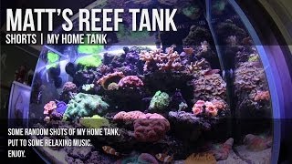 Matts Reef Tank  SHORTS  The Home Tank [upl. by Leon350]