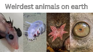 These weirdest animals exist but Unicorn do not [upl. by Legin528]