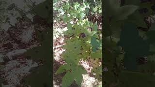 American Sweetgum Tamiflu and wildlife food [upl. by Nrubloc817]