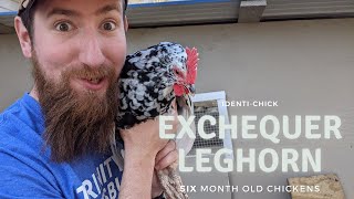 Exchequer Leghorn 6Month Old Chickens [upl. by Narine]