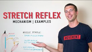 Stretch Reflex Explained  Muscle Spindle Activation [upl. by Hedberg]