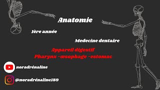 pharynxœsophageestomac Anatomieشرح بالدارجة [upl. by Sophia]