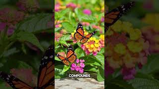 Unbelievable Monarch Butterfly Facts The Epic Journey of Nature’s Tiny Traveler [upl. by Arakaj607]