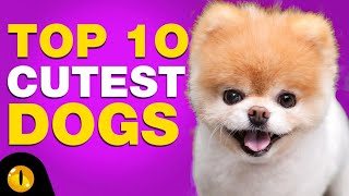 TOP 10 CUTEST DOG BREEDS [upl. by Aniger623]