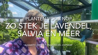 ZO STEK JE LAVENDEL SALVIA EN MEER [upl. by Niwled]