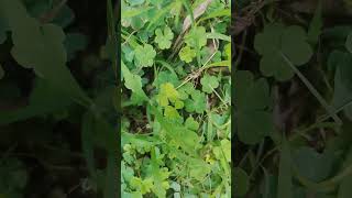 Oxalis plant  Oxalis plants science shorts [upl. by Brag]